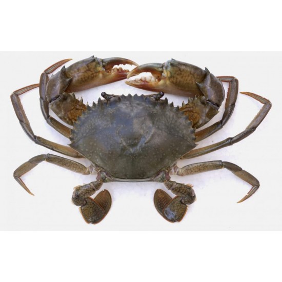 Mud Crab Grade B